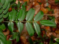 Mahonia aquifolium Hällevik, Simrishamn, Skåne, Sweden 20181124_0072