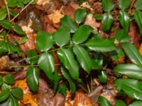 Mahonia aquifolium Hällevik, Simrishamn, Skåne, Sweden 20181124_0074