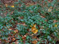 Mahonia aquifolium Hällevik, Simrishamn, Skåne, Sweden 20181124_0078