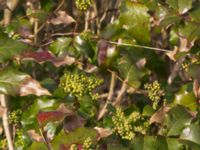 Mahonia aquifolium Husie mosse, Malmö, Skåne, Sweden 20150411_0105