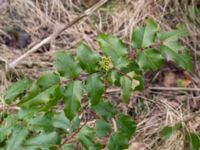 Mahonia aquifolium Husie mosse, Malmö, Skåne, Sweden 20160402_0016