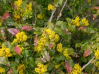 Mahonia aquifolium Husie mosse, Malmö, Skåne, Sweden 20160503_0001