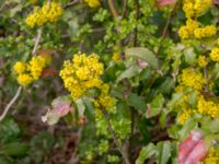 Mahonia aquifolium Husie mosse, Malmö, Skåne, Sweden 20160503_0002