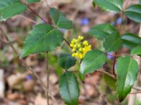 Mahonia aquifolium Norra Åsum, Kristianstad, Skåne, Sweden 20170405_0191