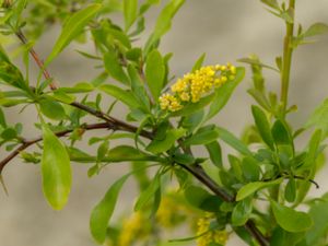 Berberis integerrima