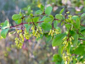 Berberis regeliana - Manchurian Barberry - Manchurisk berberis