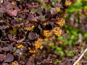 Berberis thunbergii - Japanese Barberry - Häckberberis