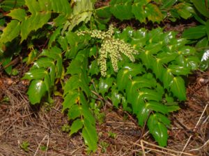 Mahonia bealei - Leatherleaf Mahonia - Kinesisk mahonia