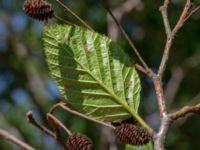 Alnus alnobetula Eldsberga grustag, Halmstad, Halland, Sweden 20190606_0004