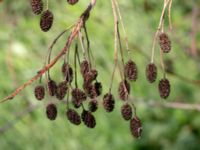 Alnus alnobetula Eldsberga grustag, Halmstad, Halland, Sweden 20190606_0007