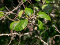 Alnus alnobetula Eldsberga grustag, Halmstad, Halland, Sweden 20190606_0009