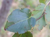 Alnus cordata Paddreservatet, Norra hamnen, Malmö, Skåne, Sweden 20231106_0017