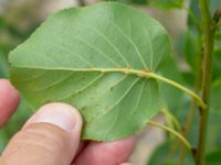 Alnus cordata Svedala reningsverk, Svedala, Skåne, Sweden 20230623_0015