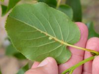 Alnus cordata Svedala reningsverk, Svedala, Skåne, Sweden 20230623_0016