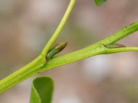 Alnus cordata Svedala reningsverk, Svedala, Skåne, Sweden 20230623_0023