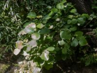 Alnus glutinosa Krka National Park, Sibenik-Knin, Croatia 20170805_1867