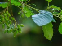 Alnus glutinosa ssp. barbata Svirskoye ushele, Lazarevskoye, Krasnodar, Russia 20160913_1089