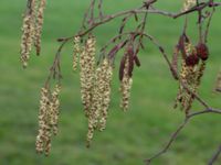 Alnus incana Banvallen, Ribersborg, Malmö, Skåne, Sweden 20200217_0072