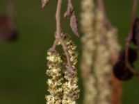 Alnus incana Banvallen, Ribersborg, Malmö, Skåne, Sweden 20200217_0074