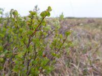 Betula nana Coffee Dome, Nome, Alaska, USA 20140620_1118