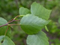 Betula papyrifera Infarten Limhamns kalkbrott, Malmö, Skåne, Sweden 20190508_0069