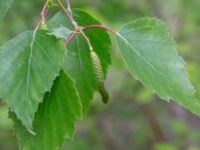 Betula papyrifera Infarten Limhamns kalkbrott, Malmö, Skåne, Sweden 20190508_0070