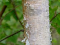 Betula papyrifera Infarten Limhamns kalkbrott, Malmö, Skåne, Sweden 20190508_0071