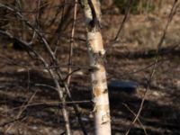 Betula papyrifera Ollebo, Malmö, Skåne, Sweden 20190223_0001