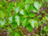 Betula papyrifera et Betula pendula var. pendula Infarten Limhamns kalkbrott, Malmö, Skåne, Sweden 20190508_0074