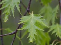 Betula pendula f. dalcarlica Stadsbiblioteket, Malmö, Skåne, Sweden 20170507_0002