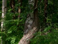 Populus tremula et Betula pubescens Ödetomterna, Bunkeflo strandängar, Malmö, Skåne, Sweden 20170613_0029