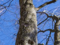 Carpinus betulus Bäckdala, Stenshuvud, Simrishamn, Skåne, Sweden 20140312_0125