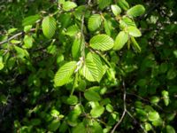 Carpinus betulus Käglinge rekreationsområde, Malmö, Skåne, Sweden 20050515 026