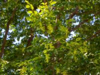 Carpinus betulus Limhamnsvägen 108, Malmö, Skåne, Sweden 20180629_0089