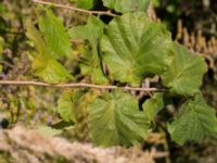 Corylus avellana Åkerlund och Rausings väg, Lund, Skåne, Sweden 20171009_0042