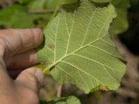 Corylus avellana Åkerlund och Rausings väg, Lund, Skåne, Sweden 20171009_0043