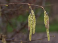 Corylus avellana Banvallen, Ribersborg, Malmö, Skåne, Sweden 20200217_0100