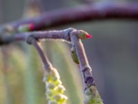 Corylus avellana Skjutbanan, Bunkeflo strandängar, Malmö, Skåne, Sweden 20190220_0020