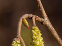 Corylus avellana Skjutbanan, Bunkeflo strandängar, Malmö, Skåne, Sweden 20190220_0022