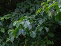 Corylus colurna Närlunda tegelbruksgrav, Helsingborg, Skåne, Sweden 20170727_0061