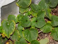 Brunnera macrophylla Fricksgatan, Malmö, Skåne, Sweden 20241130_0003