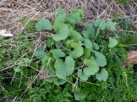 Alliaria petiolata Ölands norra udde, Borgholm, Öland, Sweden 20160409_0045