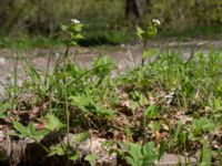 Alliaria petiolata Borstabäcken, Eslöv, Skåne, Sweden 20160505_0048