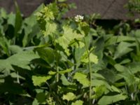 Alliaria petiolata Hällevik, Stenshuvud, Simrishamn, Skåne, Sweden 20150503_0083