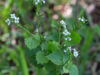 Alliaria petiolata Landskrona soptipp, Landskrona, Skåne, Sweden 20160711_0174