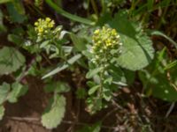 Alyssum alyssoides David Gareji Monastery, Kakheti, Georgia 20180429_2976