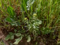 Alyssum alyssoides David Gareji Monastery, Kakheti, Georgia 220180429_2975