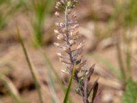 Alyssum alyssoides Käglinge hästbacke, Malmö, Skåne, Sweden 20180610_0006