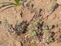 Alyssum alyssoides Käglinge hästbacke, Malmö, Skåne, Sweden 20180610_0007