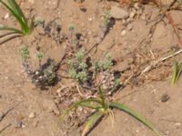 Alyssum alyssoides Käglinge hästbacke, Malmö, Skåne, Sweden 20180610_0008